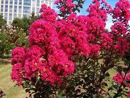 Platone Oleander Plant Pink Lagerstroemiapurush flowerlagerstroemia speciosapride of India Queen Crape Myrtle flower plant-thumb2