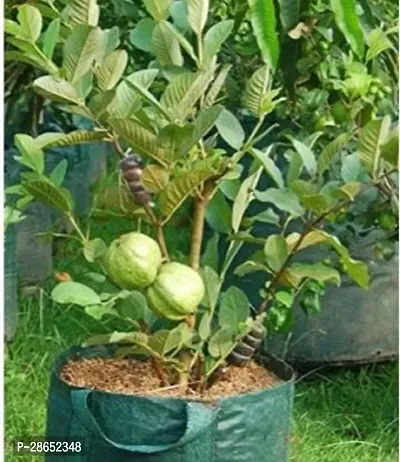 Platone Guava Plant Sr_Guava61-thumb0