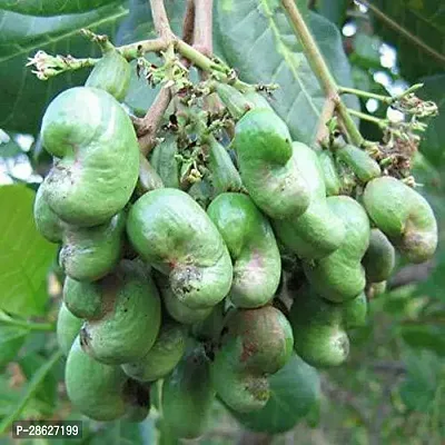 Platone Cashew Apple Plant ASHEW7-thumb0