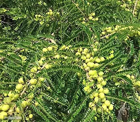 Platone Amla Plant Saraswati Gardens Live Amla DesiIndian gooseberryPhyllanthus emblica Herbal 1 Healthy Live Plant With Plastic Bag