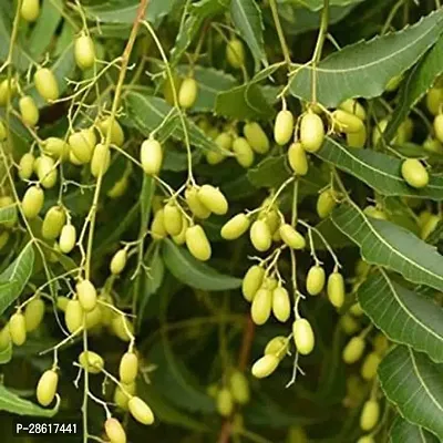 Platone Neem Plant NAKL76