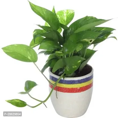 Platone Money Plant EG_320-thumb0