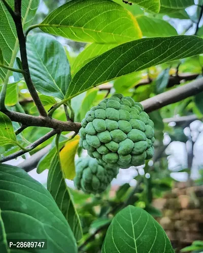 Platone Custard Apple Plant Custard Apple Live Plant Disha-200591-thumb0