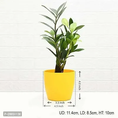 Platone ZZ Plant Zz Plant 001-thumb2