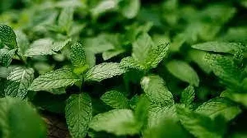 Platone Mint Plant MINT PLANT RGBN-thumb1