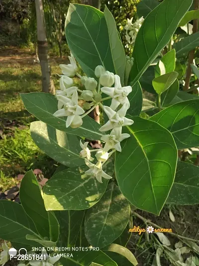 Platone Safed Aak Plant Aak Purple Roots Calotropis Gigantea Medicinal Live Plant-thumb0