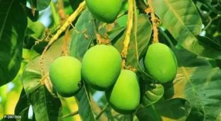 Platone Mango Plant Totapuri Mangoes - Bangalor