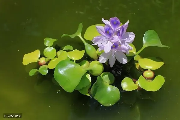 Platone Water Pennywort water hyacinth(Kacuripana)-thumb0