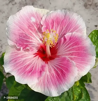 Platone Hibiscus Plant Hibiscus Hybrid Live Flower Plant Disha-90047