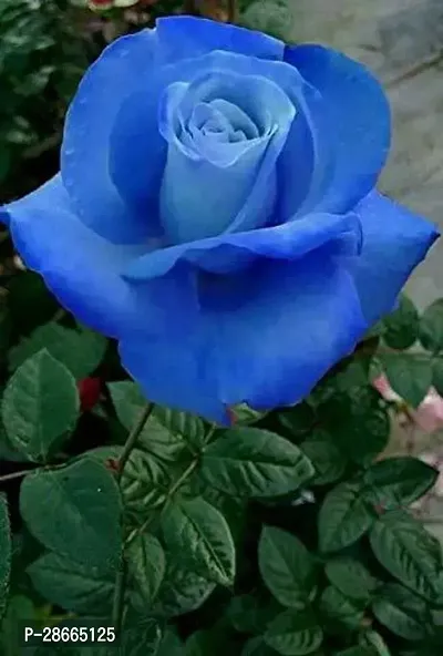 Platone Rose Plant Blue Rose Plant CF800171-thumb0