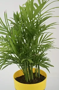 Platone Areca Palm chamaedorea plant with pot-thumb2