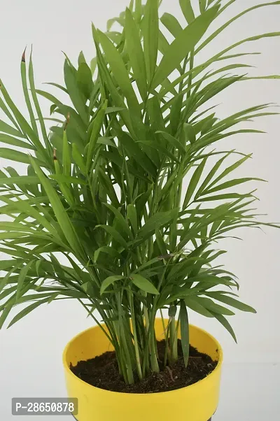 Platone Areca Palm chamaedorea plant with pot-thumb3