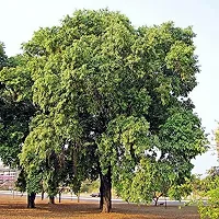 Platone Jamun Plant jamun Neeralu Jam Jaamun Jaambu Jamunaa syzygium cumini living plant.-thumb2