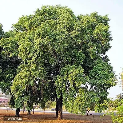 Platone Jamun Plant jamun Neeralu Jam Jaamun Jaambu Jamunaa syzygium cumini living plant.-thumb3