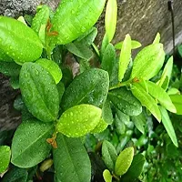 Platone Clove Plant Grandiflora Clove Plant-thumb1