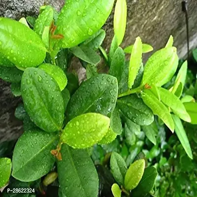 Platone Clove Plant Grandiflora Clove Plant-thumb2