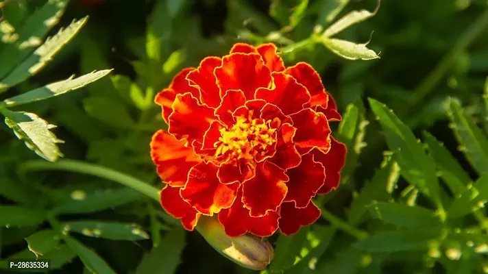 Platone Marigold Plant marigold plant 023