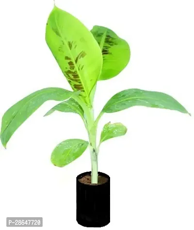 Platone Banana Plant G9 Banana7411-thumb0