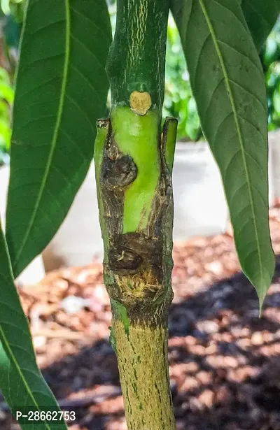 Platone Mango Plant Mango Vastra All timeVariety Fruit Grafted Live Plant Tree (1.5-2 Ft Size)-thumb3