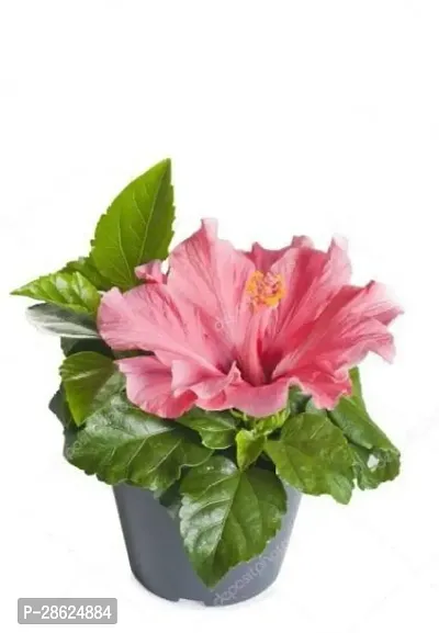 Platone Hibiscus Plant A 511NjZX