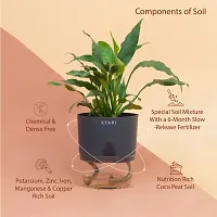 Platone Peace Lily Plant Peace Lily Live Plant | Grey Self-Watering Pot | Spathiphyllum Green | Indoor-thumb1