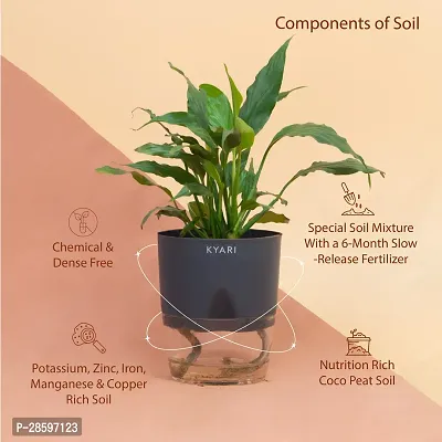 Platone Peace Lily Plant Peace Lily Live Plant | Grey Self-Watering Pot | Spathiphyllum Green | Indoor-thumb2