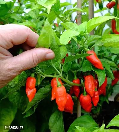 Platone MirchChilli Plant MIRCHCHILLI PLANT-thumb2