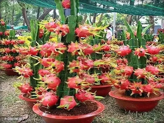 Platone Dragon Tree Red Dragon Fruit Sapling v5