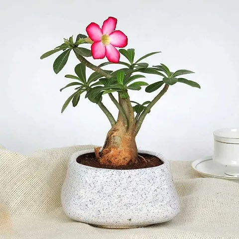 Best Selling Plant & Planters 