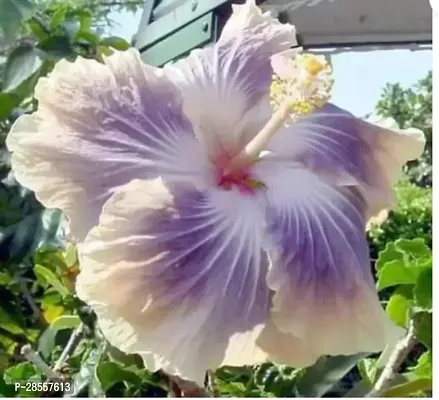 Platone Hibiscus Plant Hibiscus Plant ( Uzebkishtani Udheal Plant )-thumb0