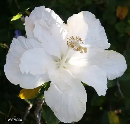 Platone Hibiscus Plant white hibiscus010-thumb0