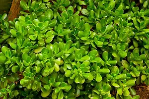 Platone Jade Plant JADE PLANT R88 B-thumb2