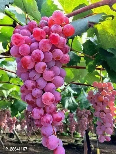 Platone Grape Plant Red Grapes plant