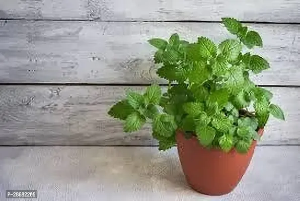 Platone Mint Plant MINT PLANT O99-thumb0