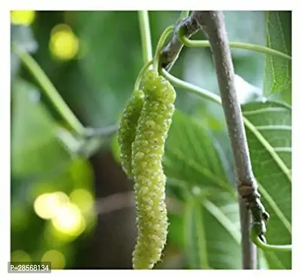 Platone ShahtootMulberry Plant ShahtootMulberry Plant-thumb3