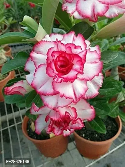 Platone Adenium Plant Desert Rose Adenium Plant-thumb0