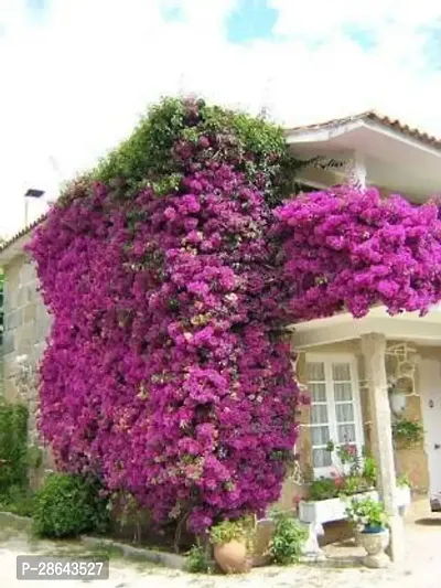 Platone Bougainvillea Plant bougainvillea plant 0029