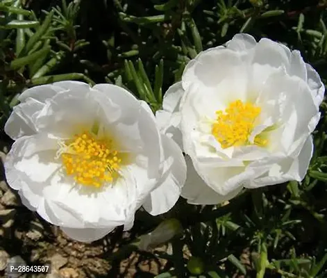 Platone Portulaca Plant GSDLANTOJ_858