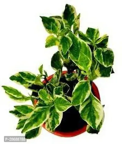 Platone Pedilanthus Plant Pedilanthus Plant With Pot-thumb2