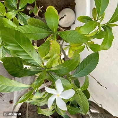 Platone Jasmine Plant Jasmine Crepe Jasmine Chinese Tagor Night Blooming Jasmine Plant CF000205111