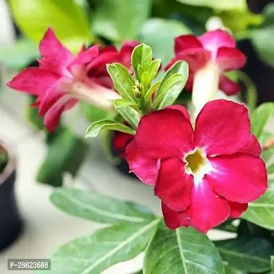 Platone Adenium Plant Adenium Plant, Desert Rose (Red Double) - Plant-thumb0