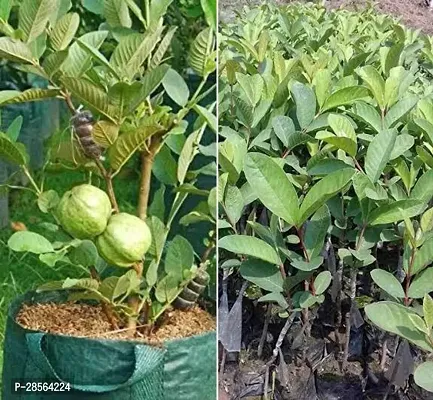 Platone Guava Plant Guava_mas08