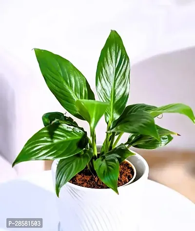 Platone Peace Lily Plant Peace lily plant-thumb2