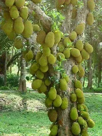 Platone Jack Fruit Plant Jackfruit Plant-thumb2