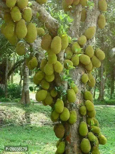 Platone Jack Fruit Plant Jackfruit Plant-thumb3