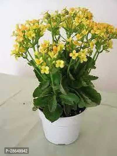 Platone Kalanchoe Plant Kalanchoe 633.0333