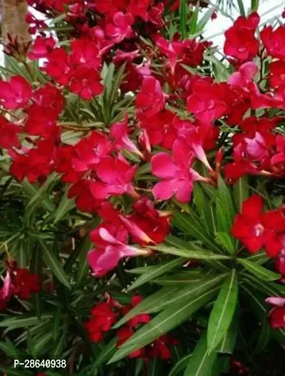 Platone Oleander Plant JBLKQ30