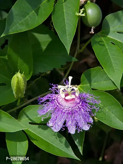 Platone Passion Plant Pasion Flower PF0016-thumb0