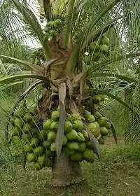 Platone Coconut Plant COCONUT PLANT CC-thumb1