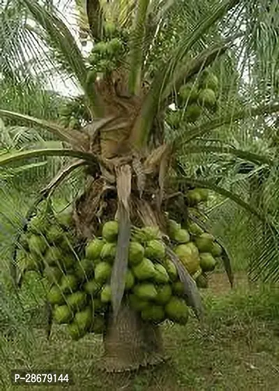 Platone Coconut Plant COCONUT PLANT CC-thumb2